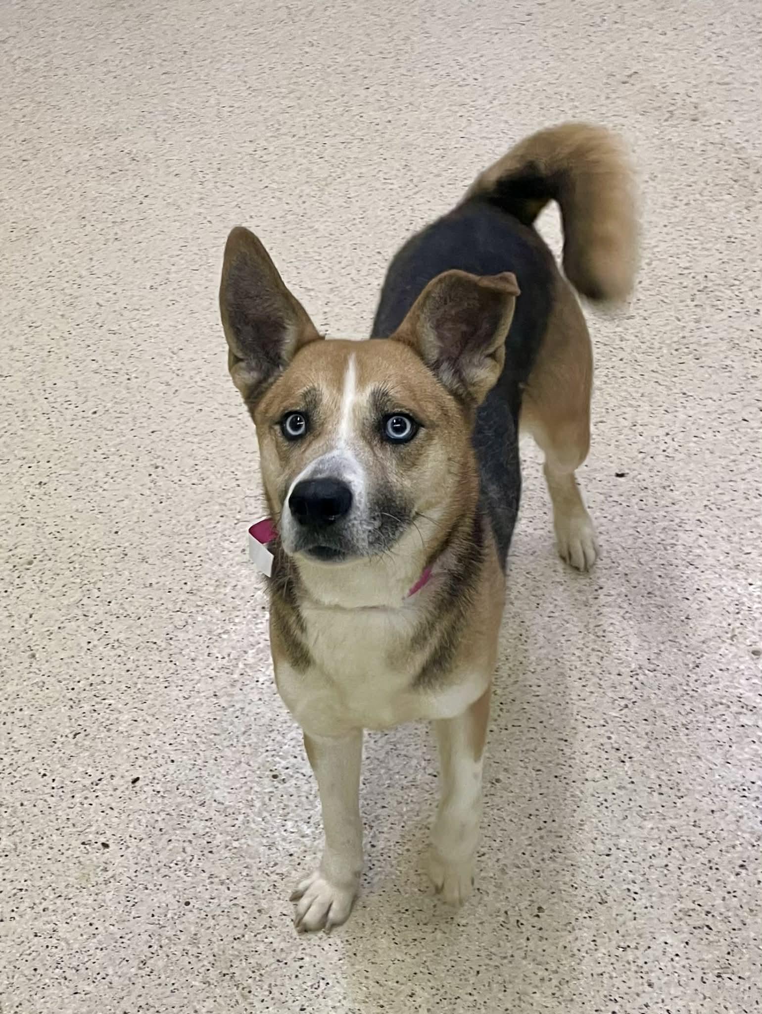 Enlarge Lena, a ADOPTABLE mixed breed in Muncie, IN image 4/4