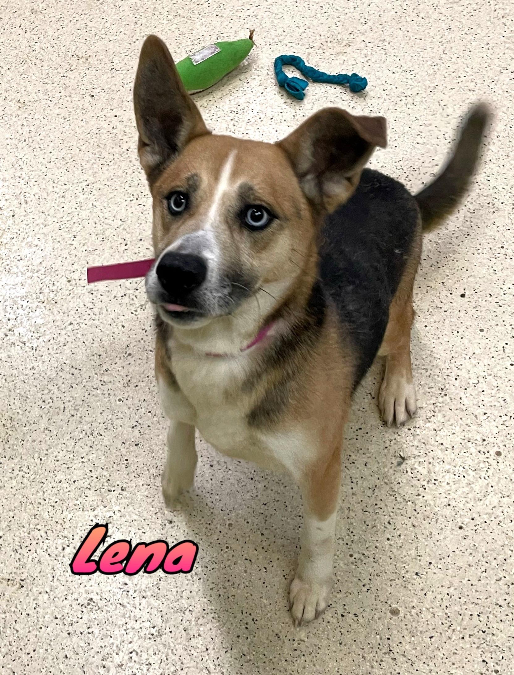 Enlarge Lena, a ADOPTABLE mixed breed in Muncie, IN image 1/4