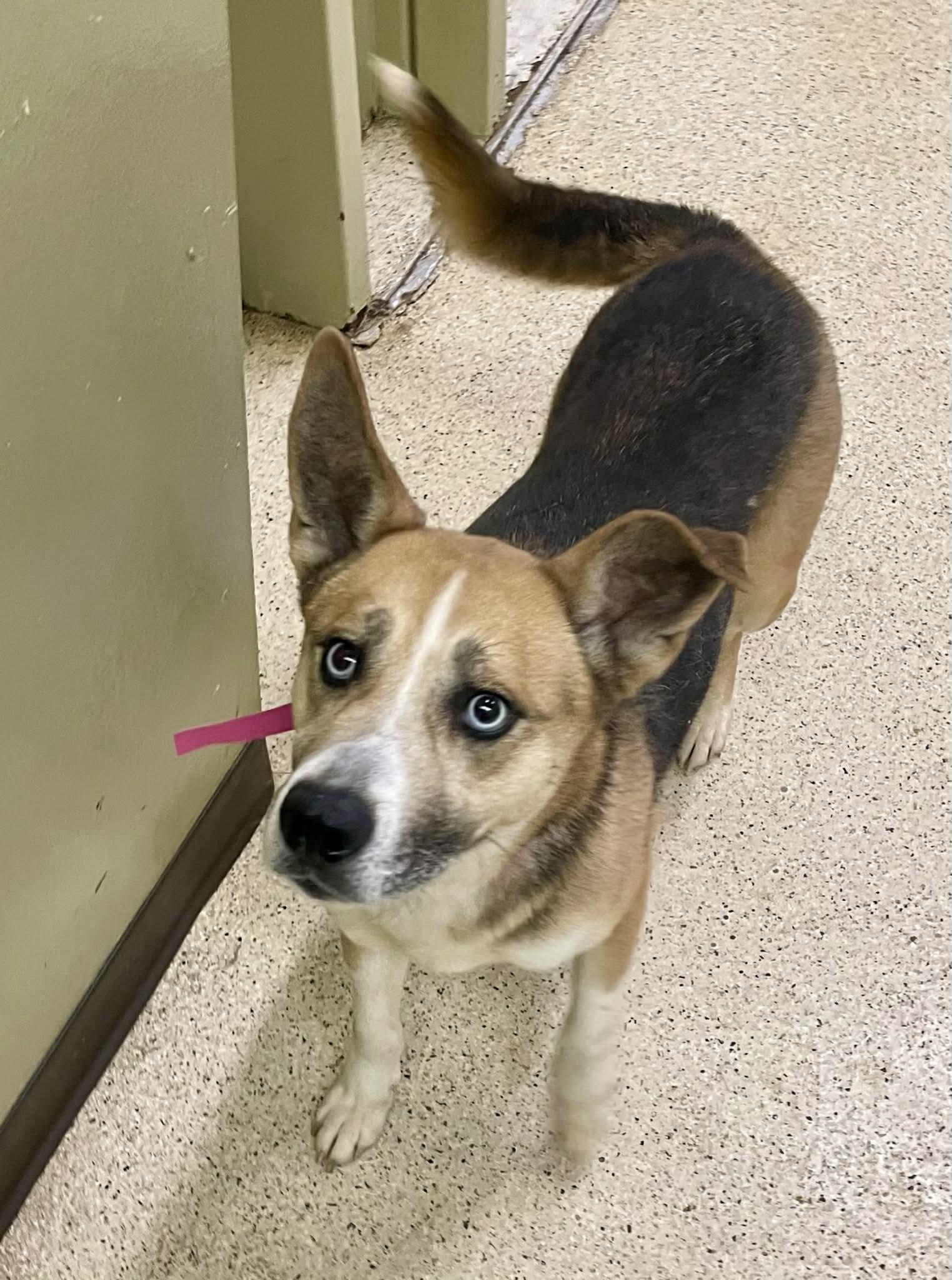 Enlarge Lena, a ADOPTABLE mixed breed in Muncie, IN image 2/4