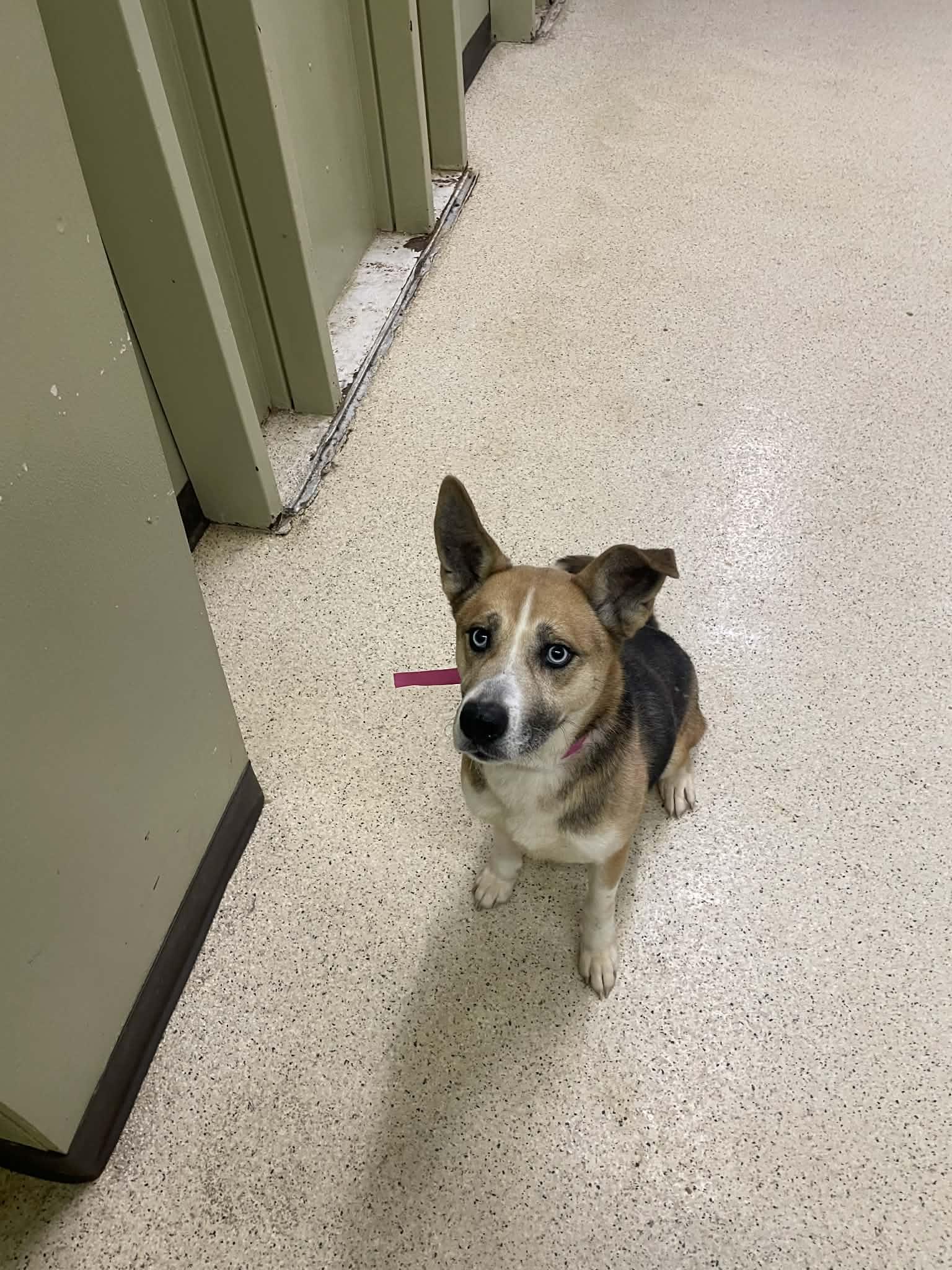 Enlarge Lena, a ADOPTABLE mixed breed in Muncie, IN image 3/4