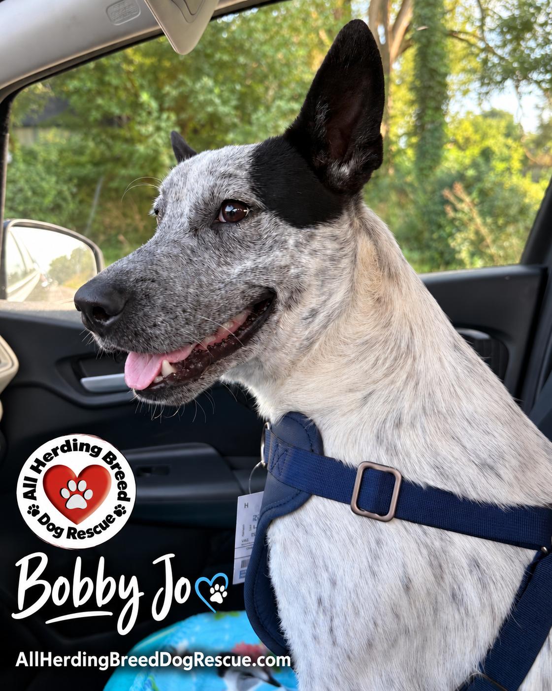Bobby Joe "Bob", Adoptable, Young Male Cattle Dog.