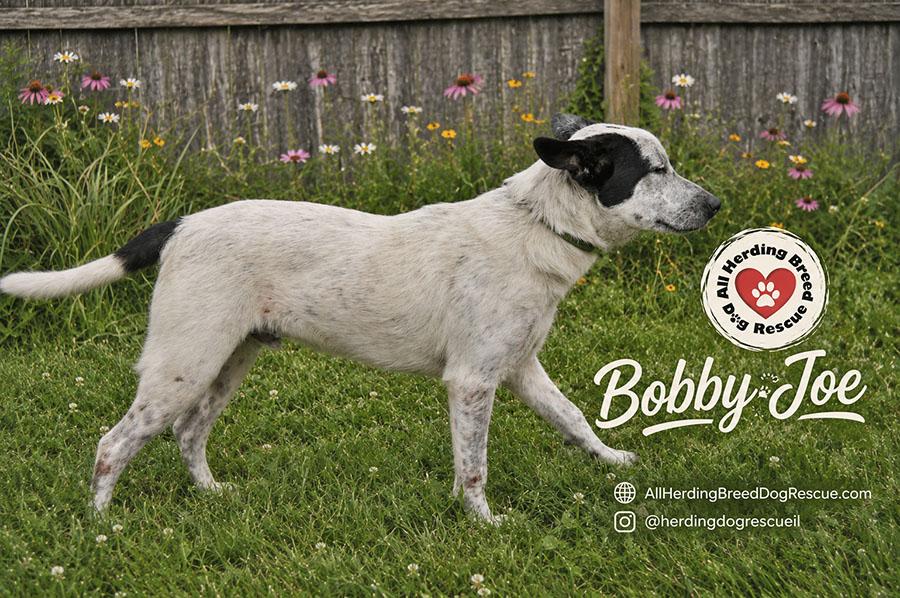 Bobby Joe "Bob", a ADOPTABLE mixed breed in Joliet, IL image 2/3