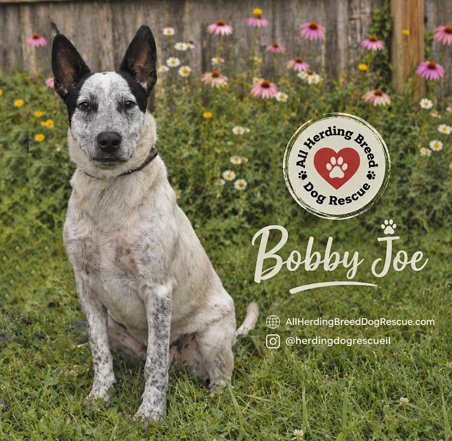 Bobby Joe "Bob", a ADOPTABLE mixed breed in Joliet, IL image 1/3