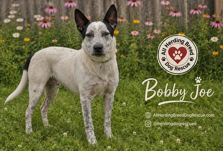 Bobby Joe "Bob", a ADOPTABLE mixed breed in Joliet, IL image 3/3