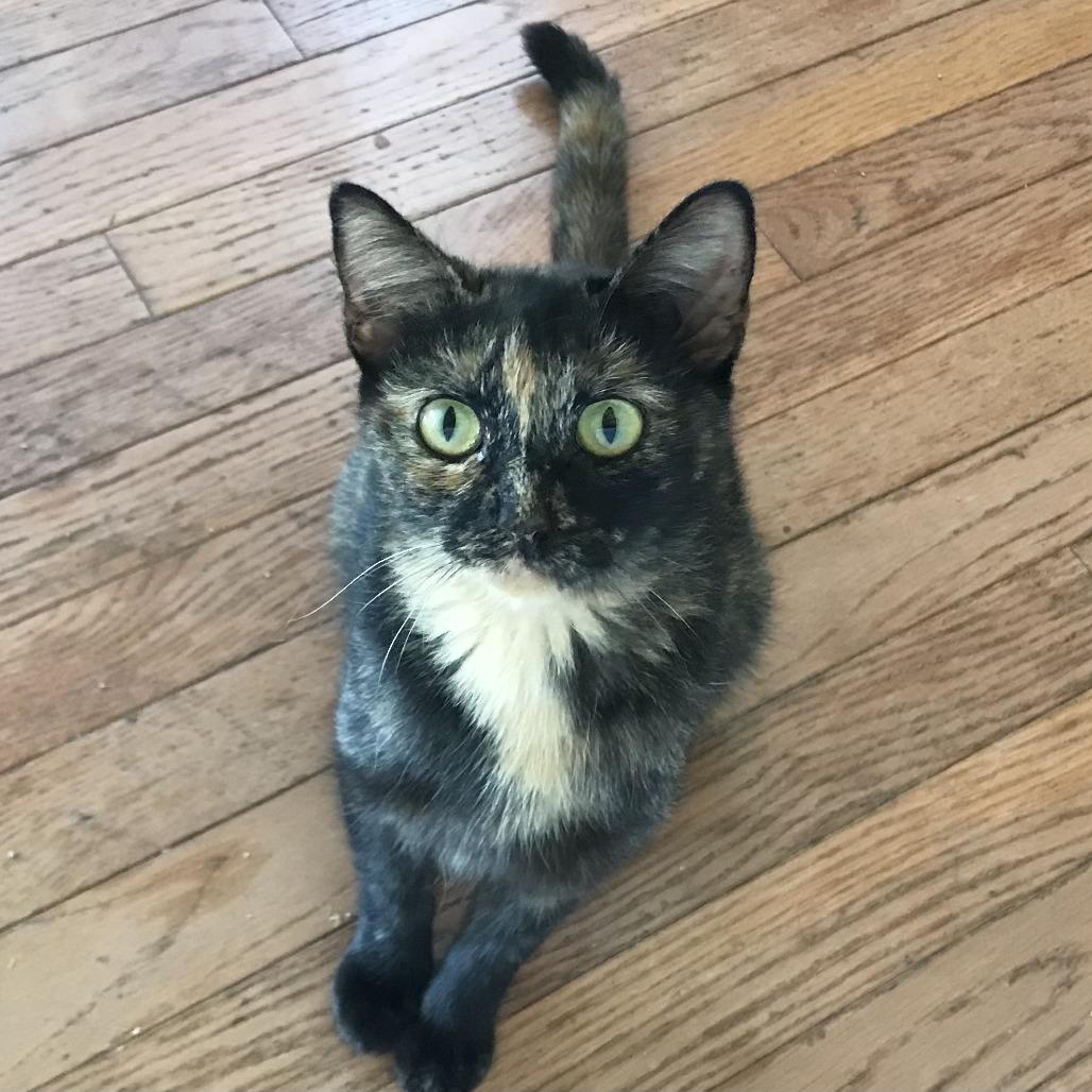 Maple, Adoptable, Young Female Domestic Short Hair.