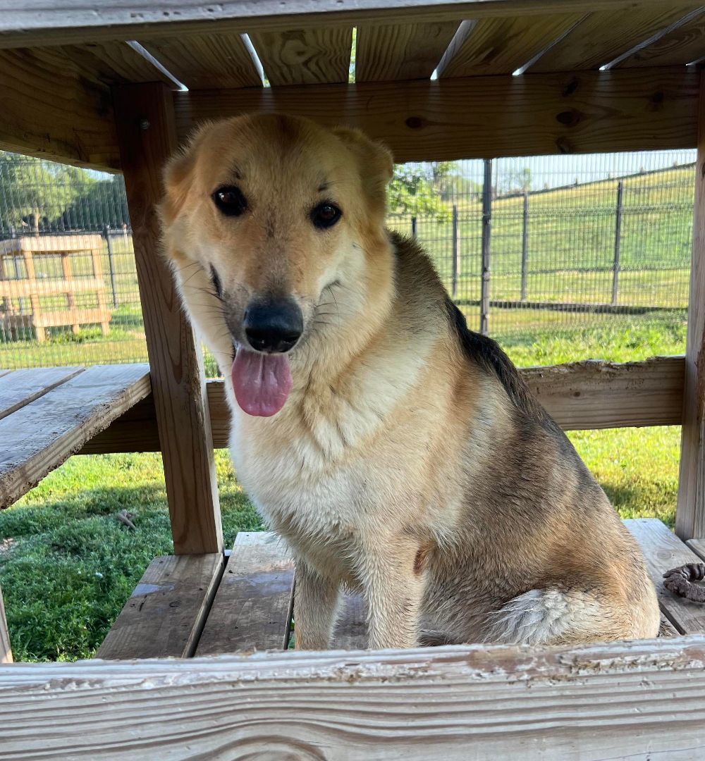 Enlarge Monica, a Adoptable German Shepherd Dog in Auburn, NE image 1/12