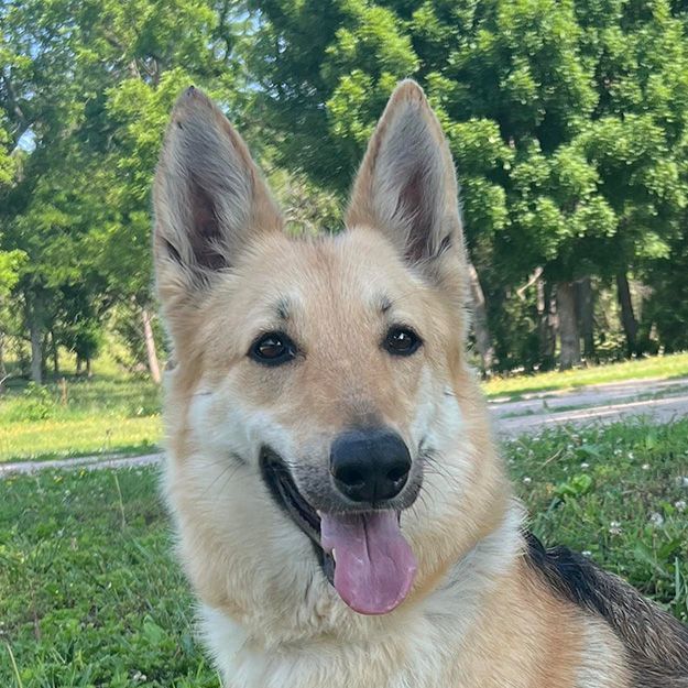 Enlarge Monica, a Adoptable German Shepherd Dog in Auburn, NE image 2/12