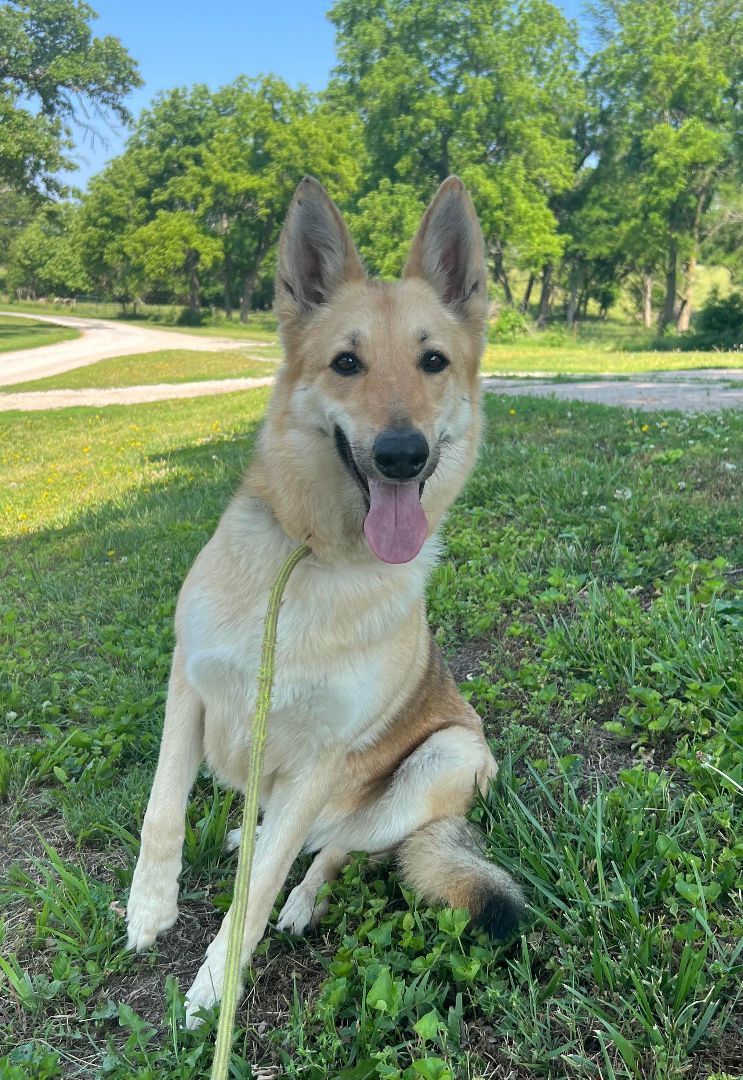 Enlarge Monica, a Adoptable German Shepherd Dog in Auburn, NE image 3/12