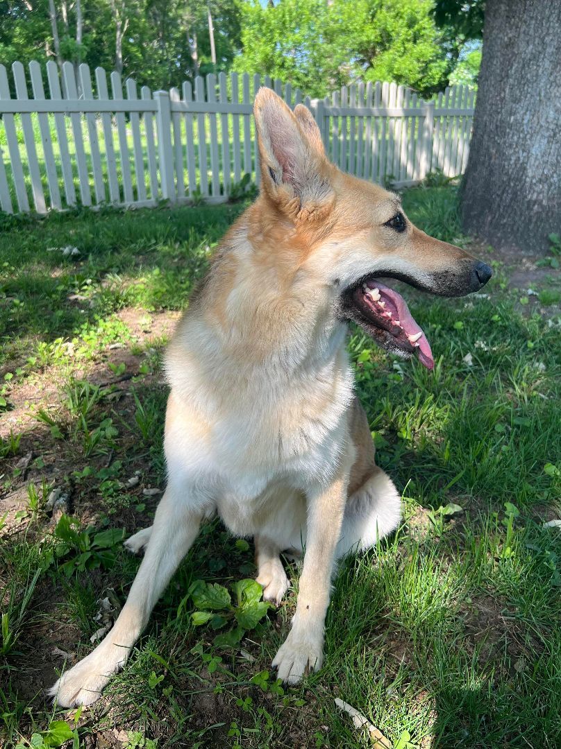 Enlarge Monica, a Adoptable German Shepherd Dog in Auburn, NE image 4/12