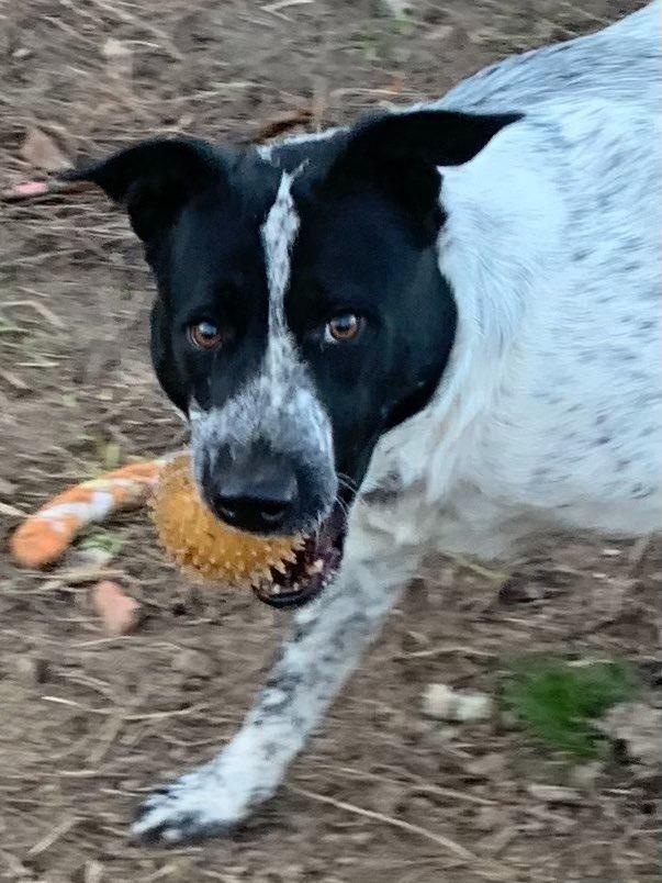 Jefferson, Adoptable, Adult Male Mixed Breed.