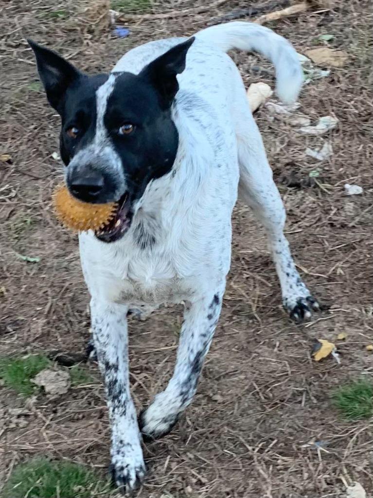 Jefferson, Adoptable, Adult Male Mixed Breed.