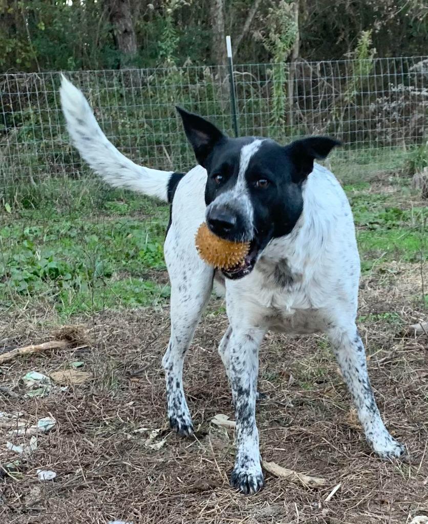 Jefferson, a Adoptable mixed breed in Fond Du Lac, WI image 2/5