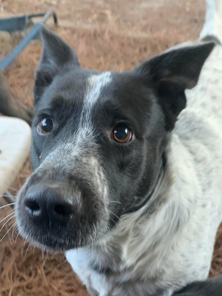 Jefferson, a Adoptable mixed breed in Fond Du Lac, WI image 4/5