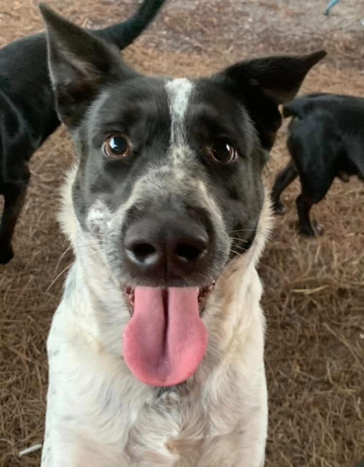 Jefferson, a Adoptable mixed breed in Fond Du Lac, WI image 5/5