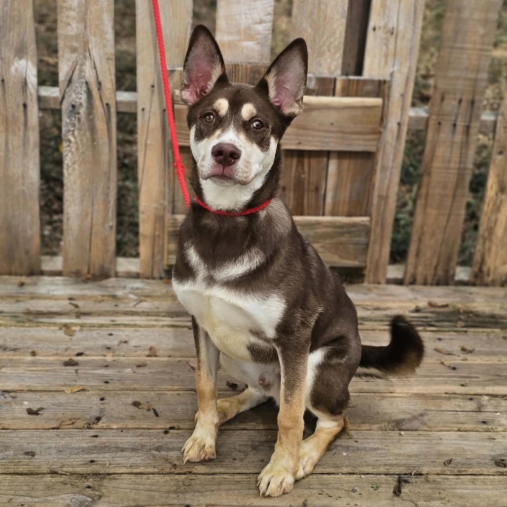 TNGC-Stray-1398, Adoptable, Young Male Husky & Mixed Breed.