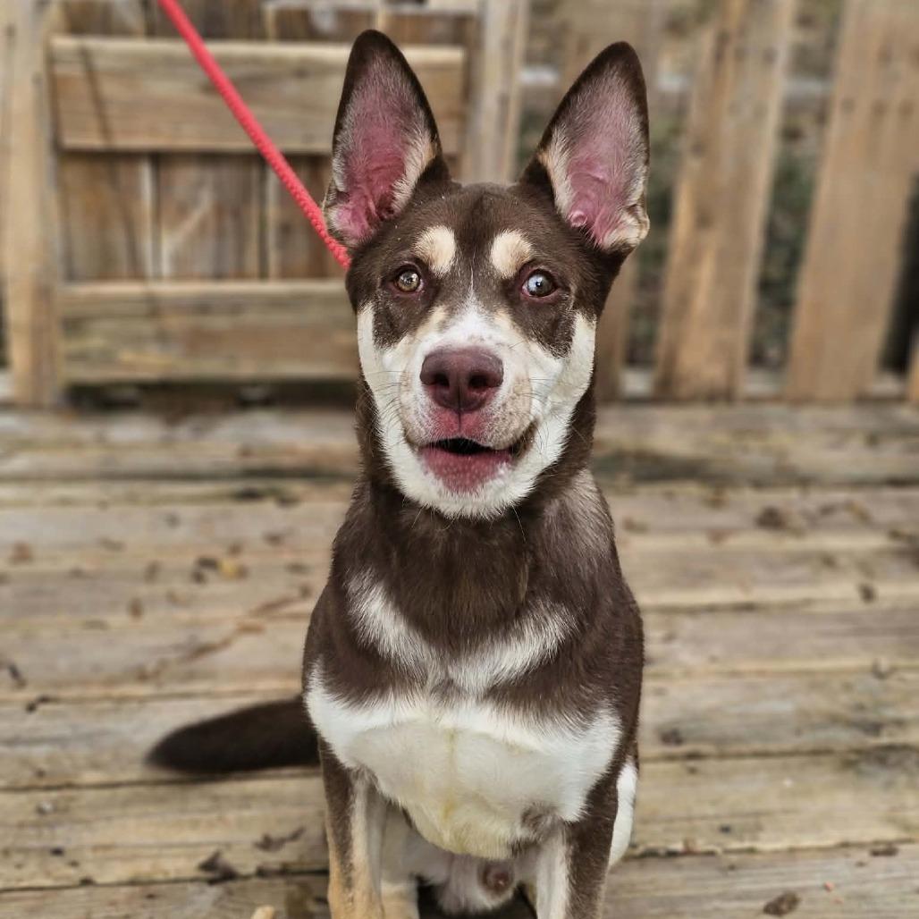 Enlarge TNGC-Stray-1398, a Adoptable mixed breed in Pulaski, TN image 2/2