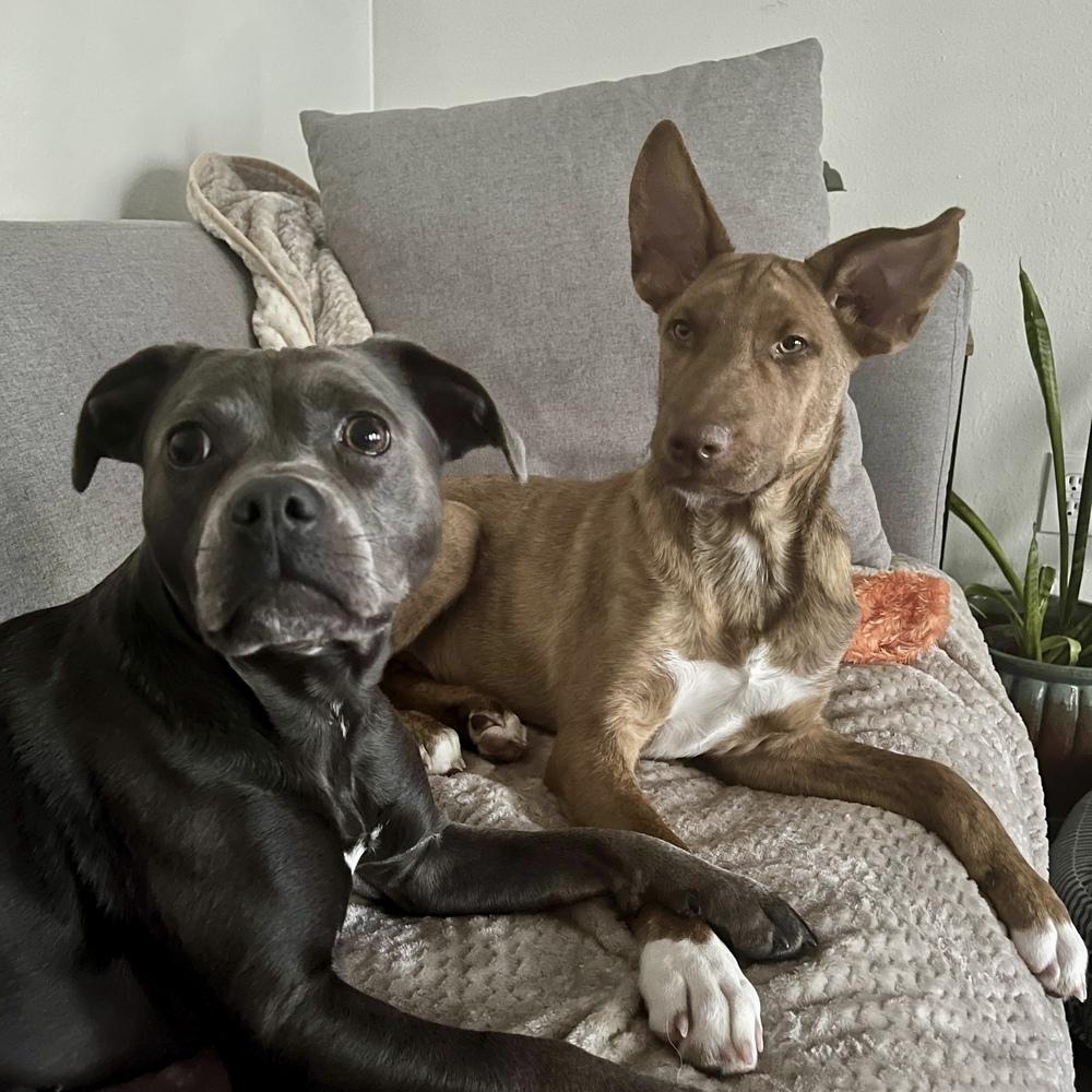 Enlarge David - Schitt's Creek Litter - AVAILABLE, a Adoptable mixed breed in Seattle, WA image 1/6