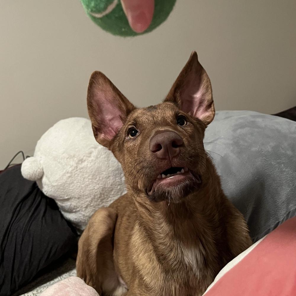 Enlarge David - Schitt's Creek Litter - AVAILABLE, a Adoptable mixed breed in Seattle, WA image 3/6