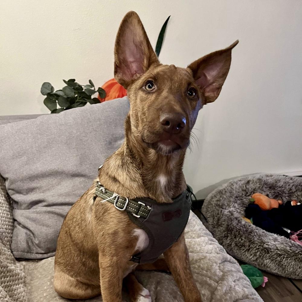 Enlarge David - Schitt's Creek Litter - AVAILABLE, a Adoptable mixed breed in Seattle, WA image 2/6