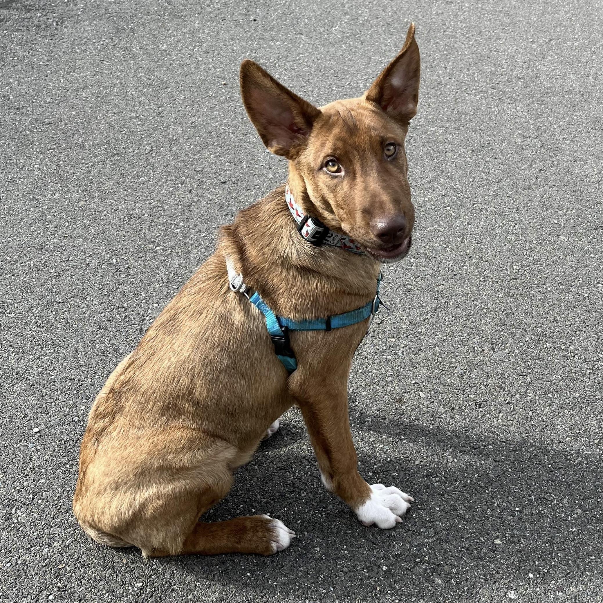 Enlarge David - Schitt&#39;s Creek Litter - AVAILABLE, a Adoptable mixed breed in Seattle, WA image 1/6