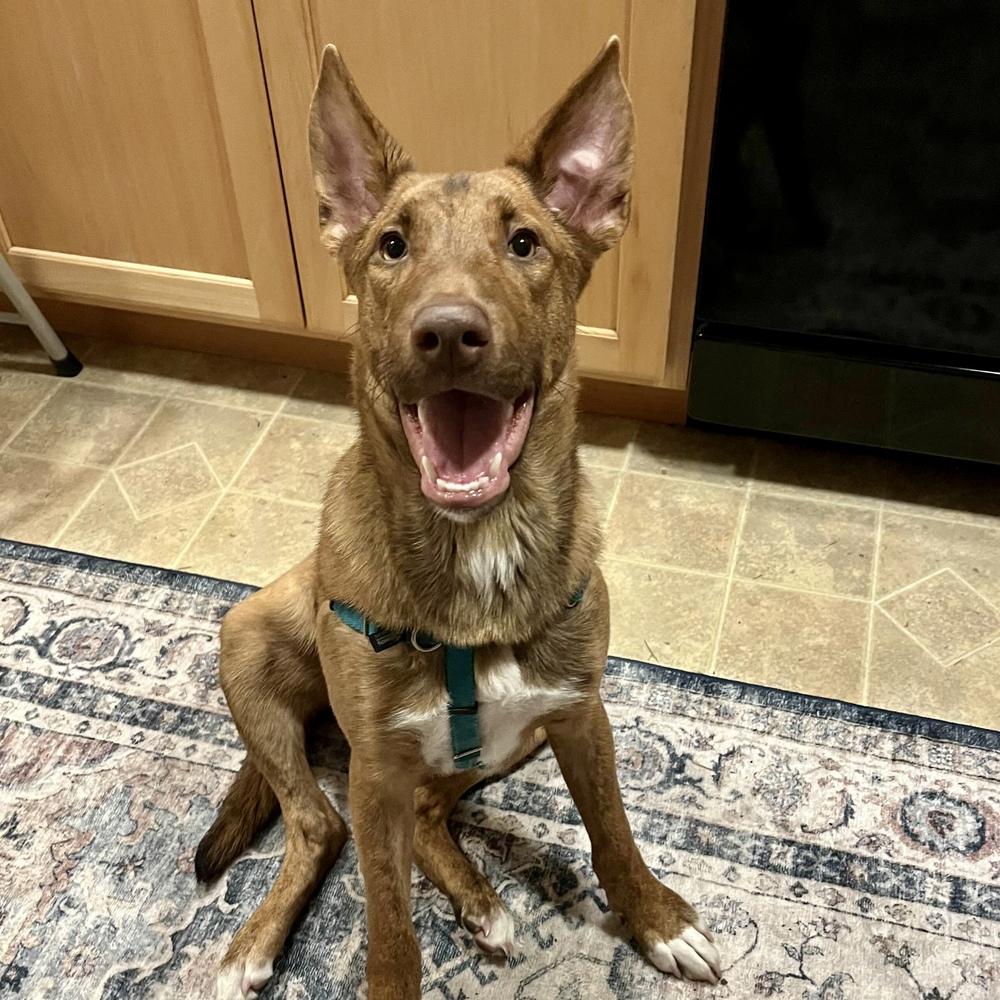 Enlarge David - Schitt's Creek Litter - AVAILABLE, a Adoptable mixed breed in Seattle, WA image 4/6