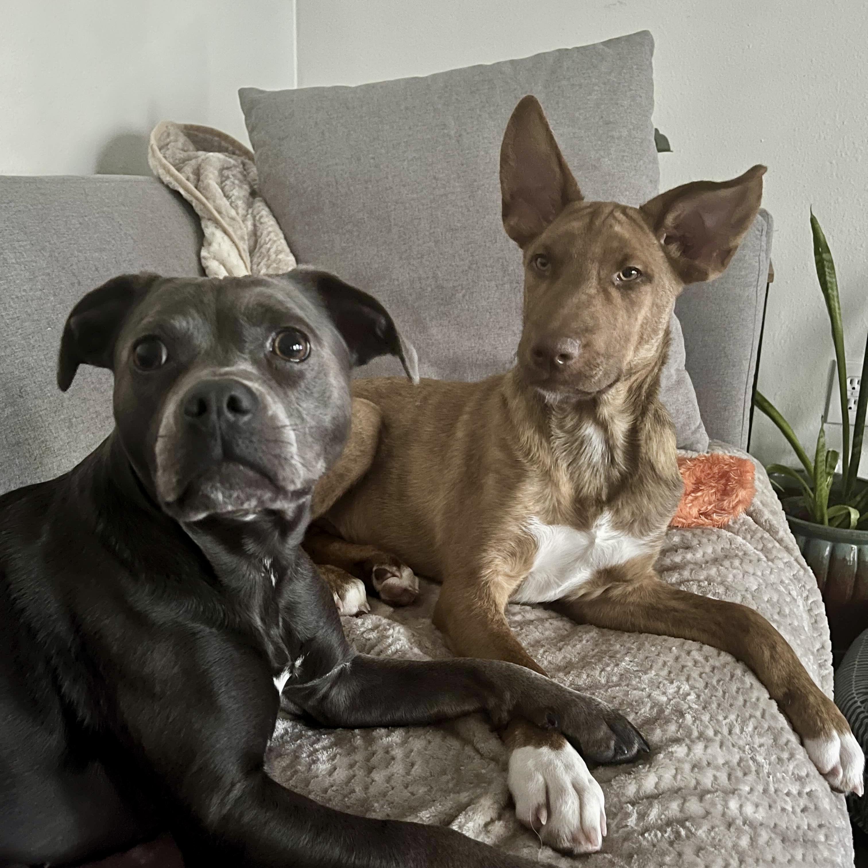 Enlarge David - Schitt&#39;s Creek Litter - AVAILABLE, a Adoptable mixed breed in Seattle, WA image 2/6