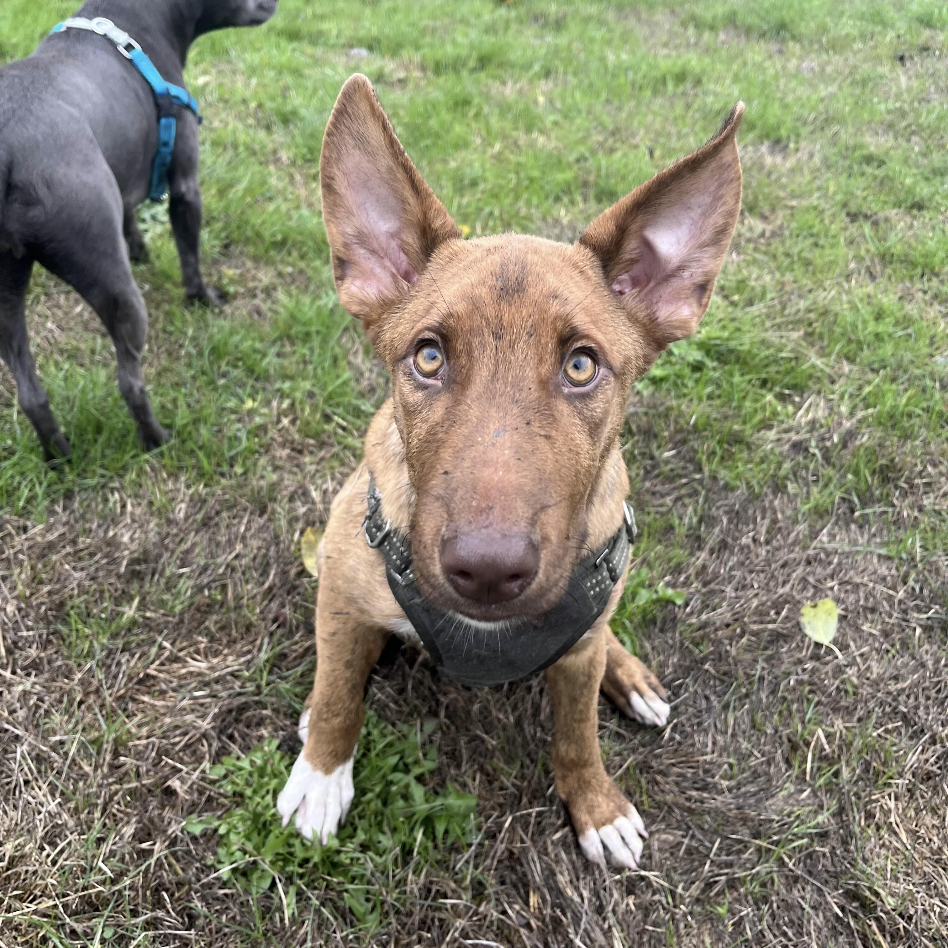 Enlarge David - Schitt&#39;s Creek Litter - AVAILABLE, a Adoptable mixed breed in Seattle, WA image 3/6