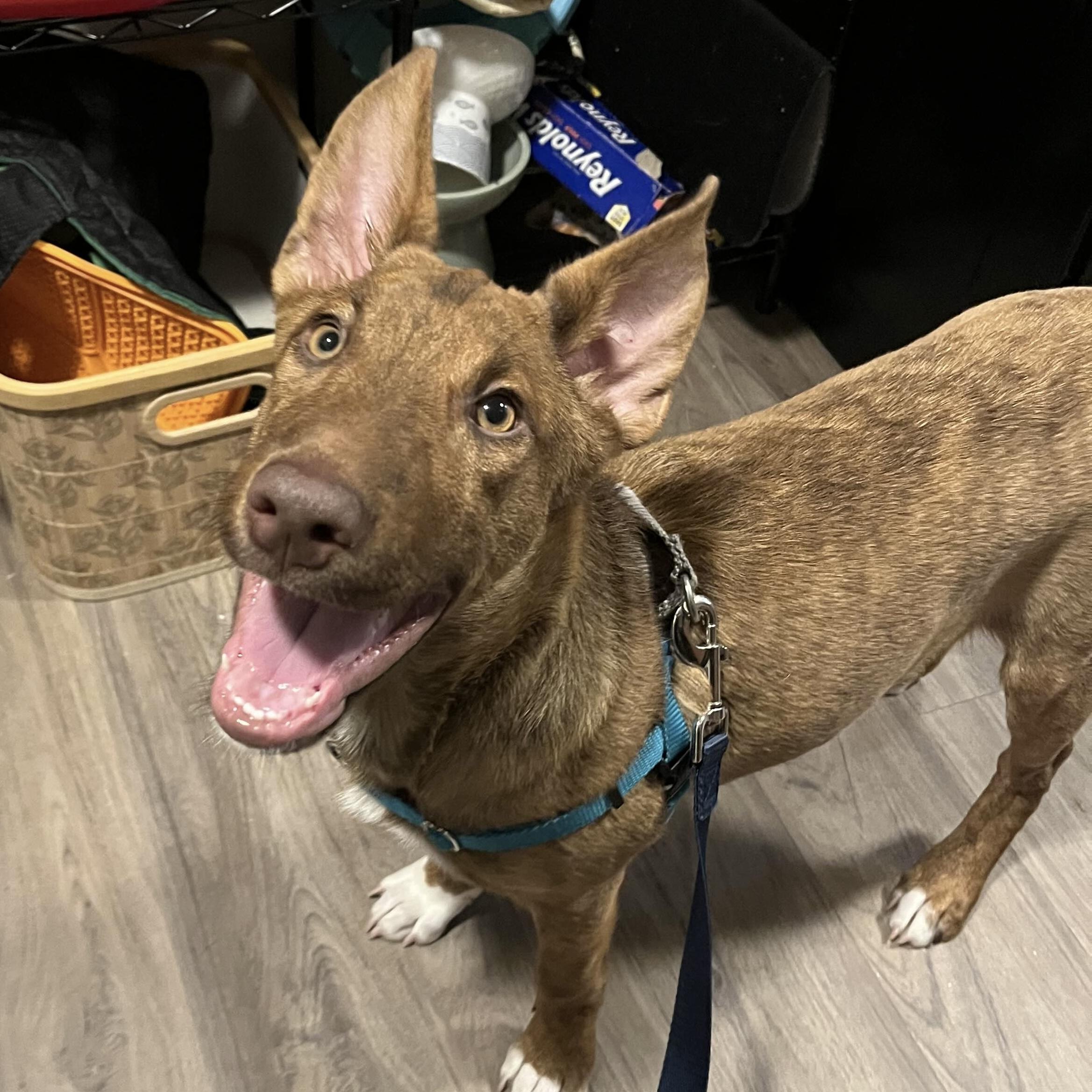 Enlarge David - Schitt&#39;s Creek Litter - AVAILABLE, a Adoptable mixed breed in Seattle, WA image 5/6