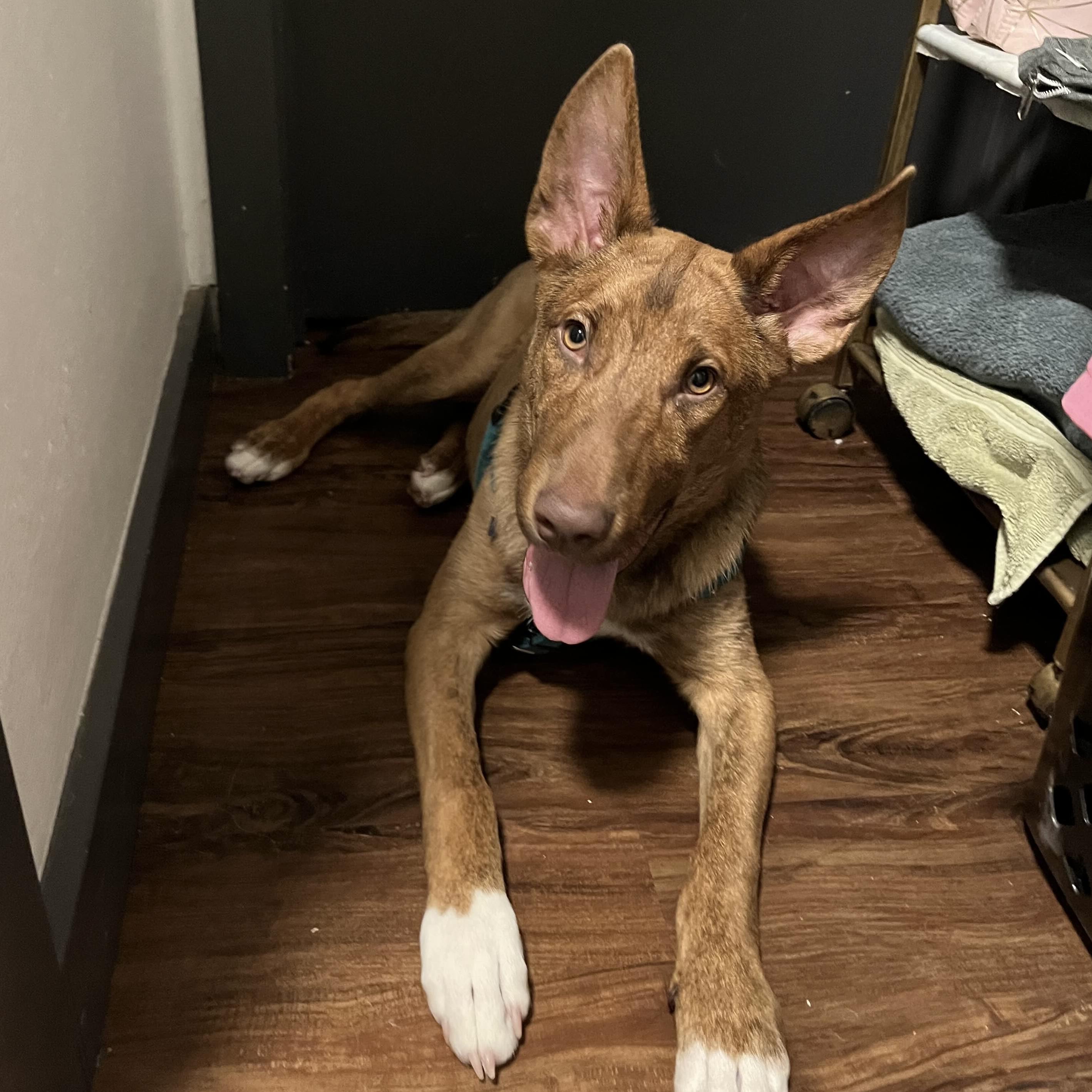 Enlarge David - Schitt&#39;s Creek Litter - AVAILABLE, a Adoptable mixed breed in Seattle, WA image 6/6