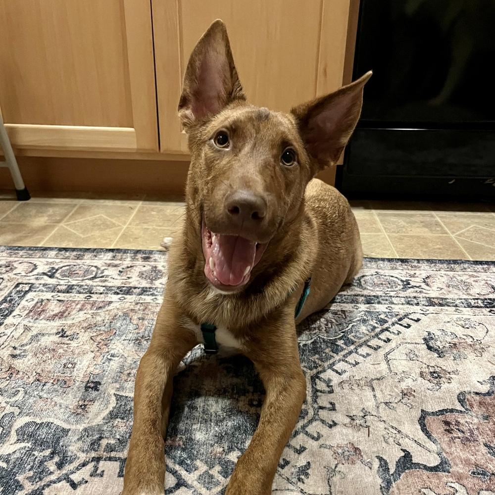 Enlarge David - Schitt's Creek Litter - AVAILABLE, a Adoptable mixed breed in Seattle, WA image 1/6