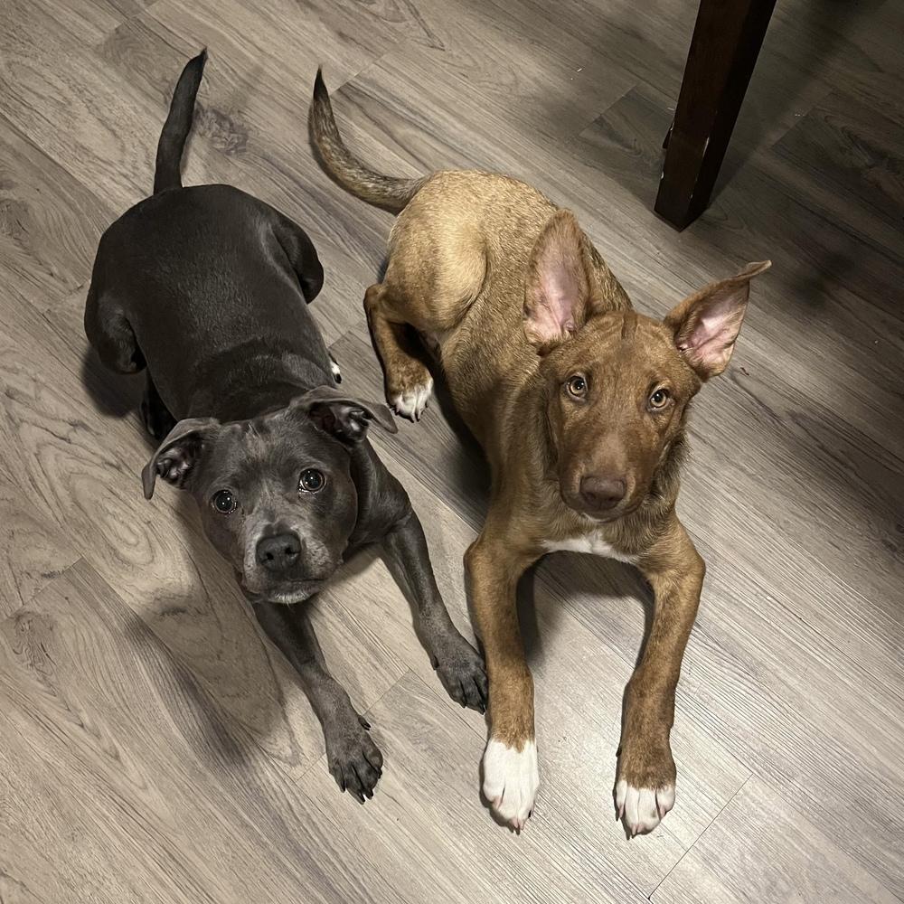 Enlarge David - Schitt's Creek Litter - AVAILABLE, a Adoptable mixed breed in Seattle, WA image 4/6