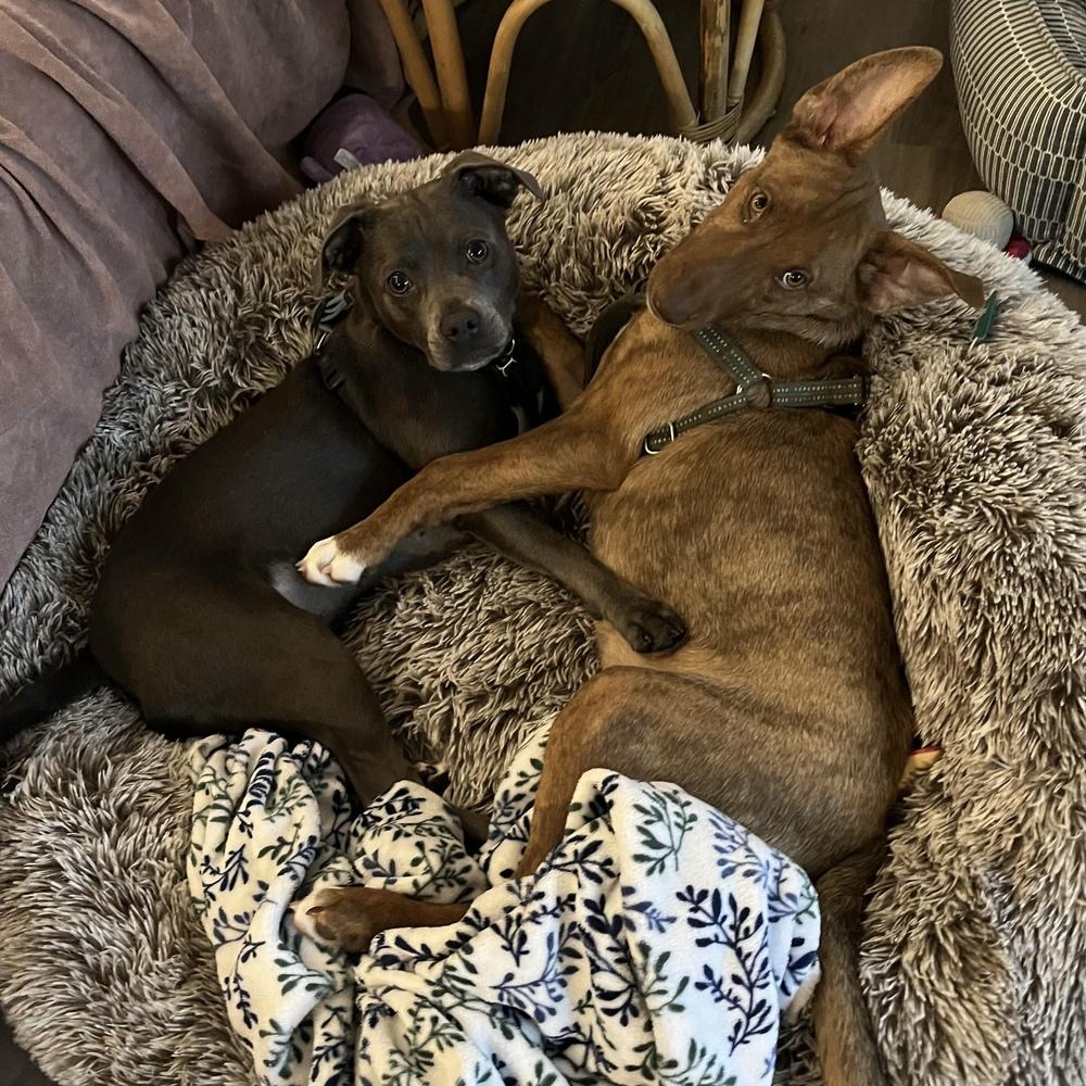 Enlarge David - Schitt's Creek Litter - AVAILABLE, a Adoptable mixed breed in Seattle, WA image 6/6