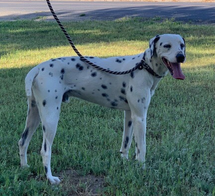 Remi, a Adoptable Dalmatian in Turlock, CA image 2/6