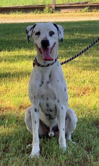 Enlarge Remi, a Adoptable Dalmatian in Turlock, CA image 3/3