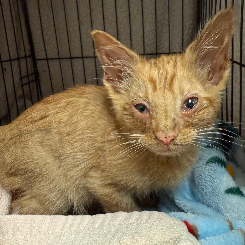 Dobby, Adoptable, Young Male Domestic Short Hair.