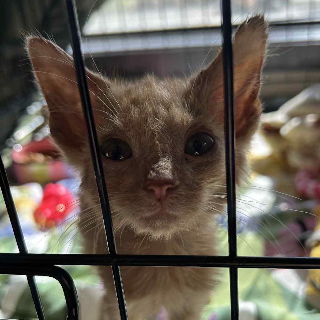 Dobby, a Adoptable Domestic Short Hair in Bismarck, ND image 2/6