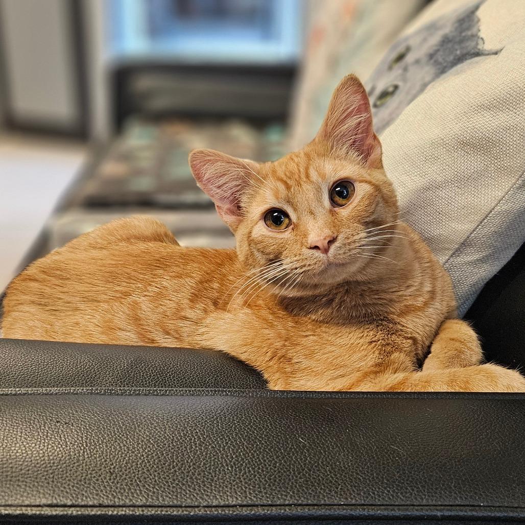 Dobby, a Adoptable Domestic Short Hair in Bismarck, ND image 3/6