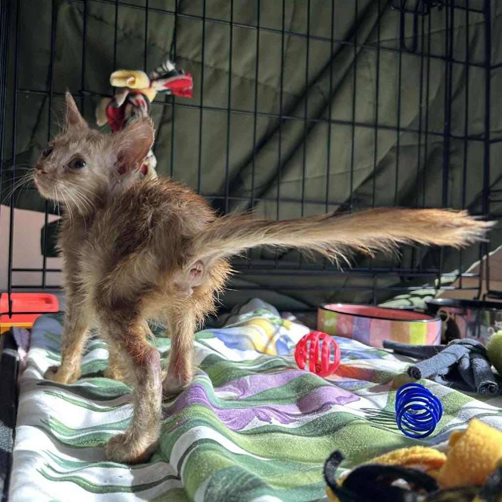 Dobby, a Adoptable Domestic Short Hair in Bismarck, ND image 4/6