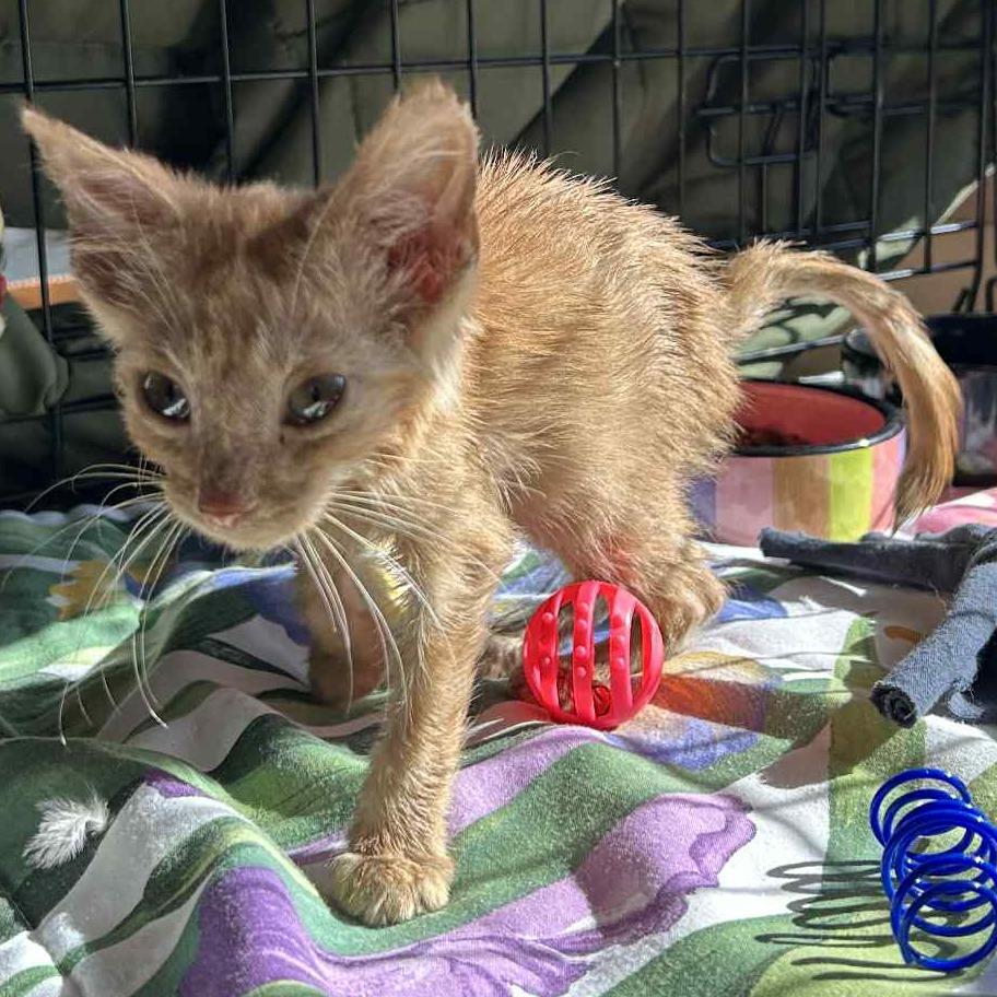Dobby, a Adoptable Domestic Short Hair in Bismarck, ND image 5/6