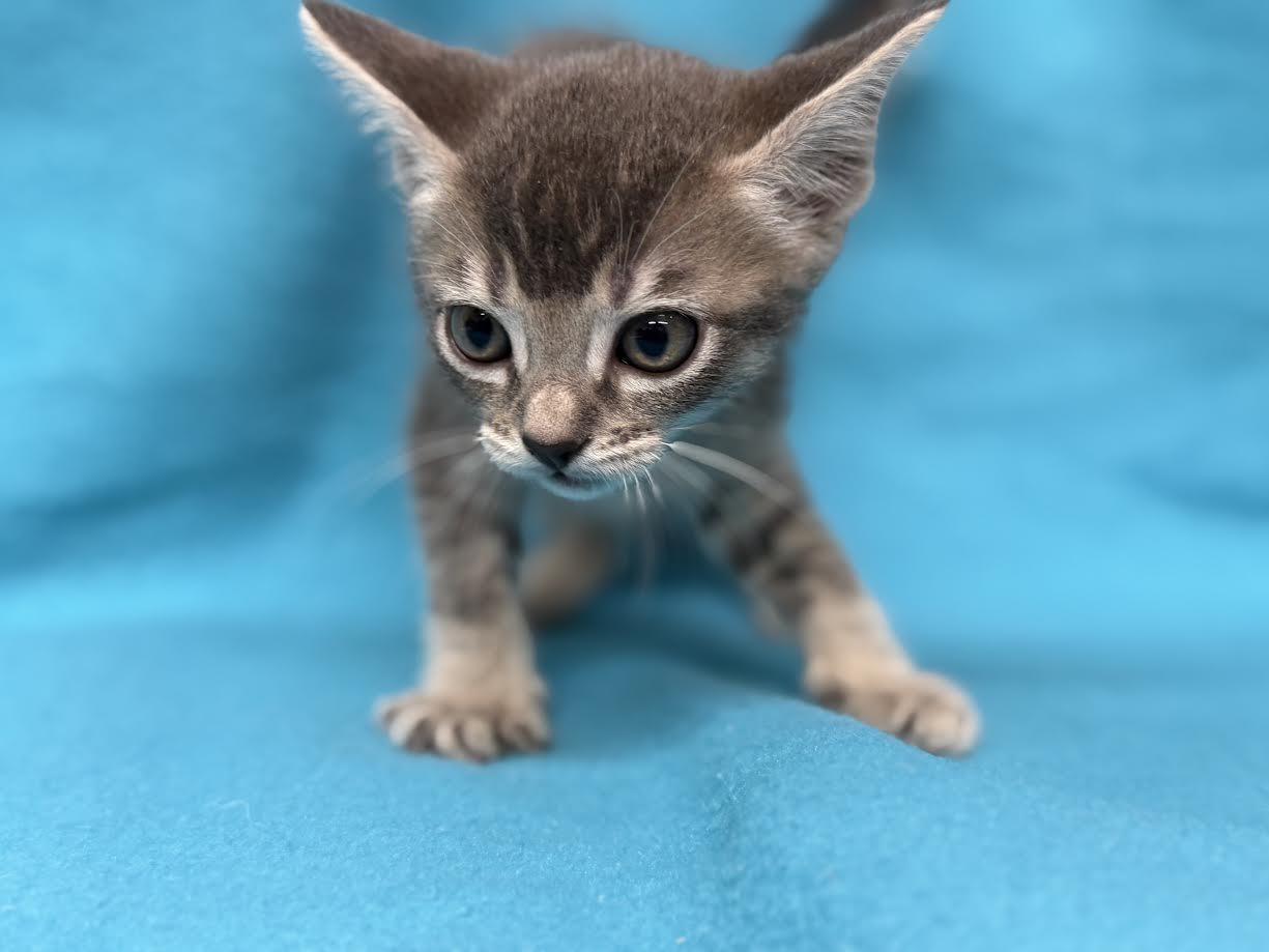 Bean, ADOPTABLE, Young Female Domestic Short Hair.