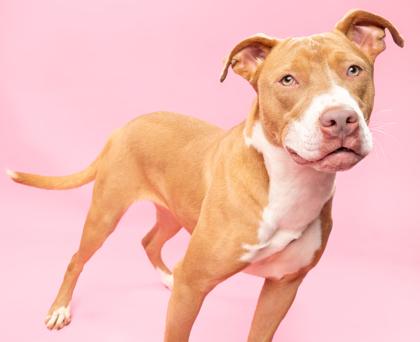 Baby, Adoptable, Adult Female Mixed Breed & Mixed Breed.
