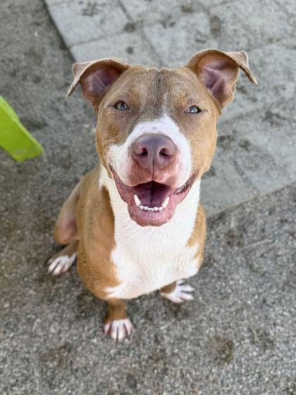 Baby, Adoptable, Adult Female Mixed Breed & Mixed Breed.