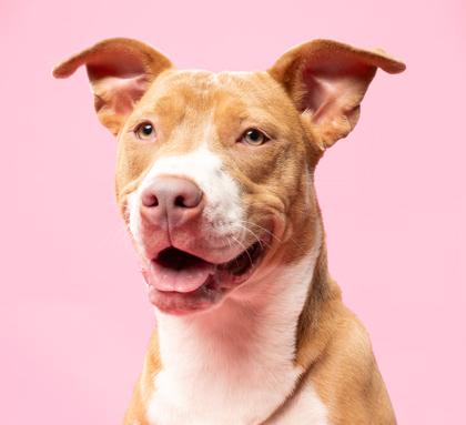 Baby, a Adoptable mixed breed in Fort Worth, TX image 2/3