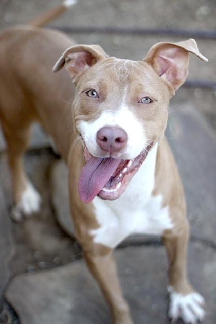 Baby, a Adoptable mixed breed in Fort Worth, TX image 3/3