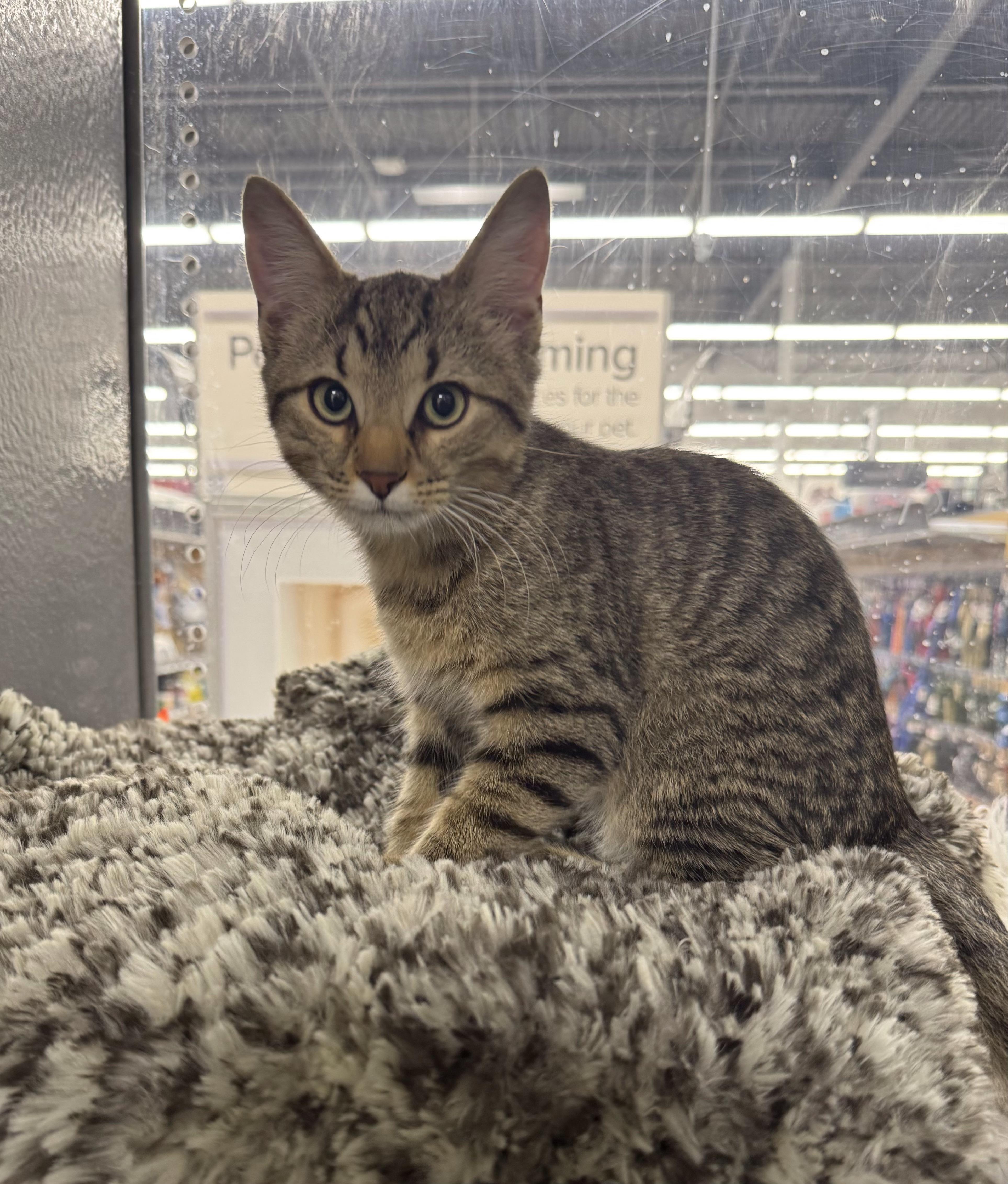 Pixie, Adoptable, Kitten Male Domestic Short Hair.