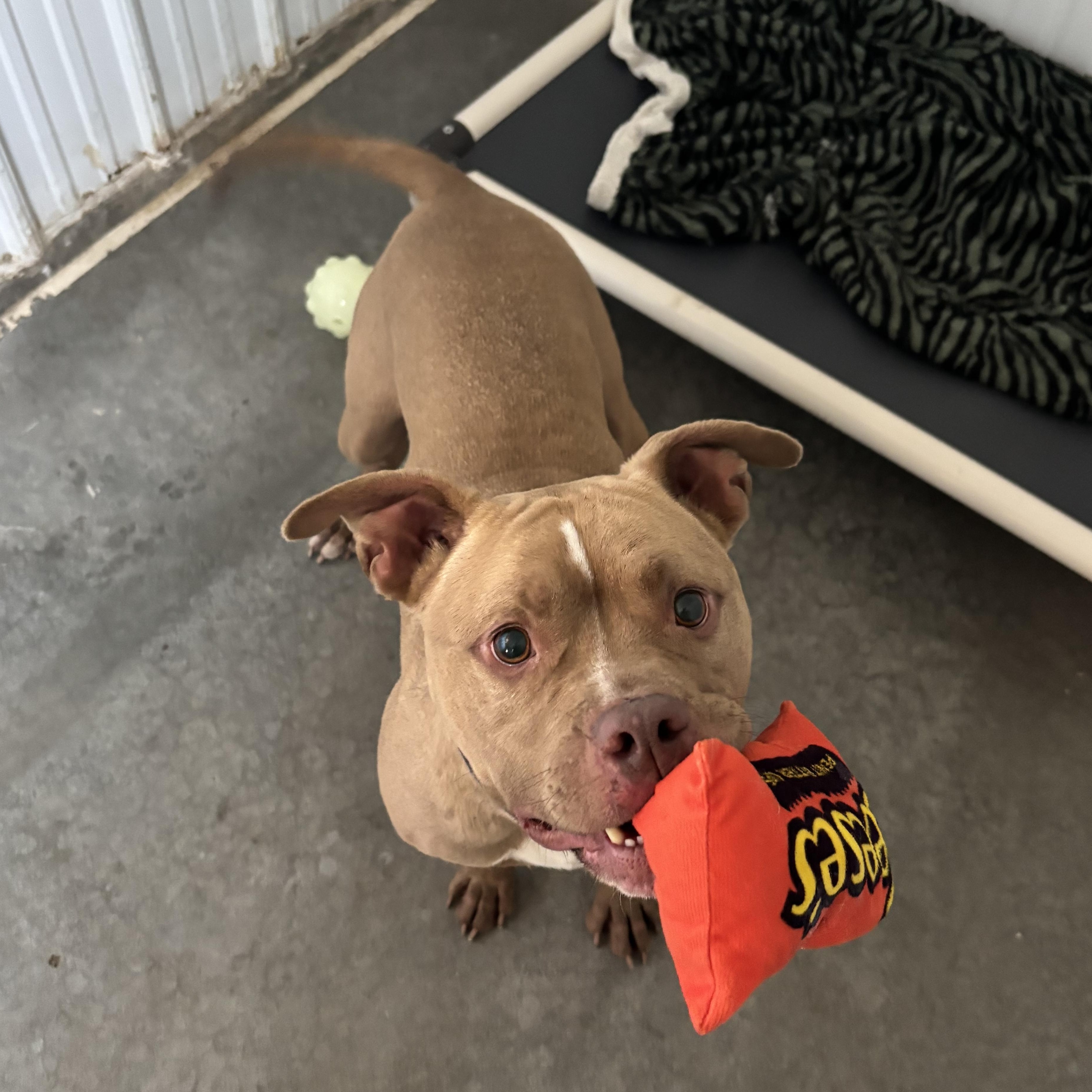 Enlarge Mocha, a Adoptable Pit Bull Terrier in Jamestown, ND image 2/3