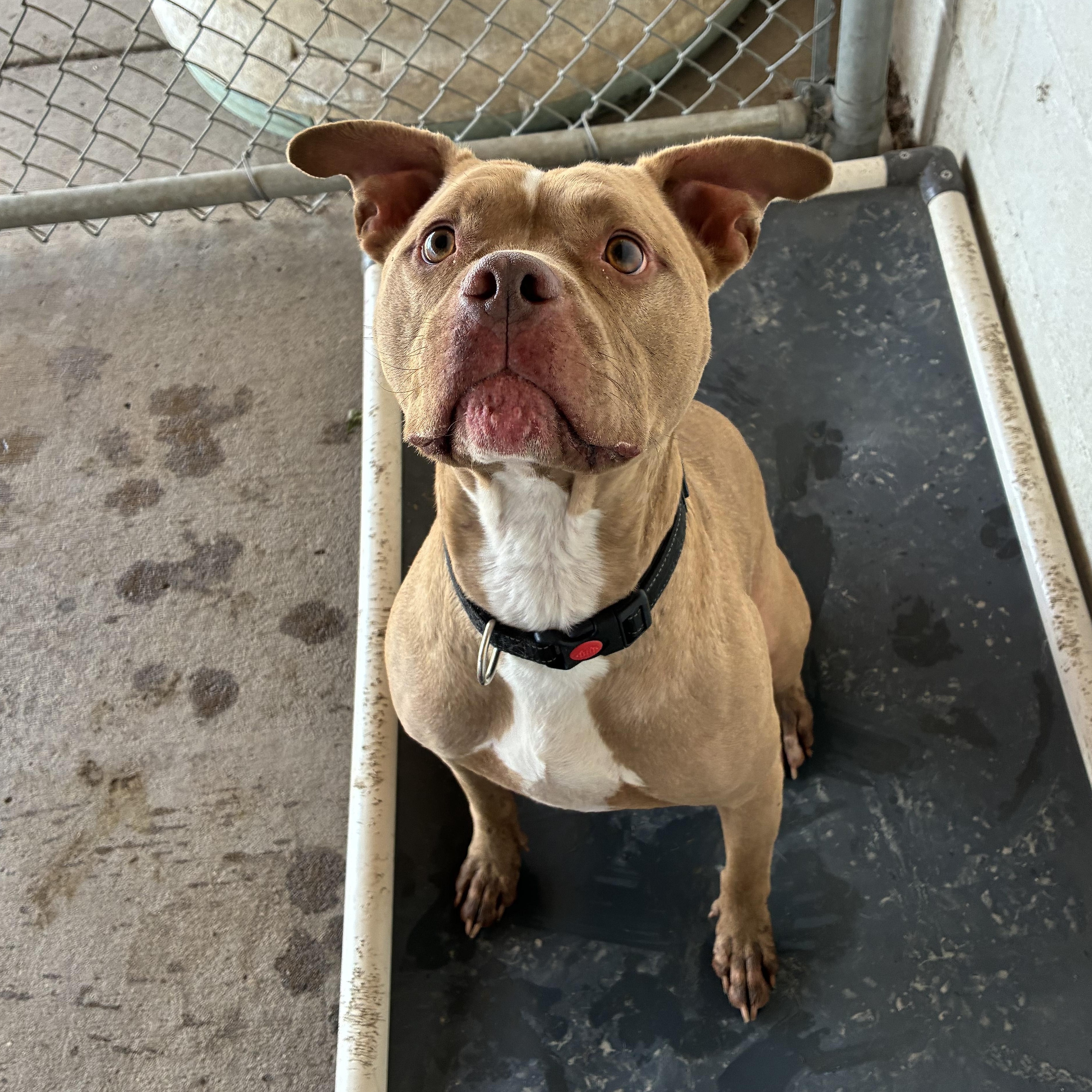 Enlarge Mocha, a Adoptable Pit Bull Terrier in Jamestown, ND image 3/3