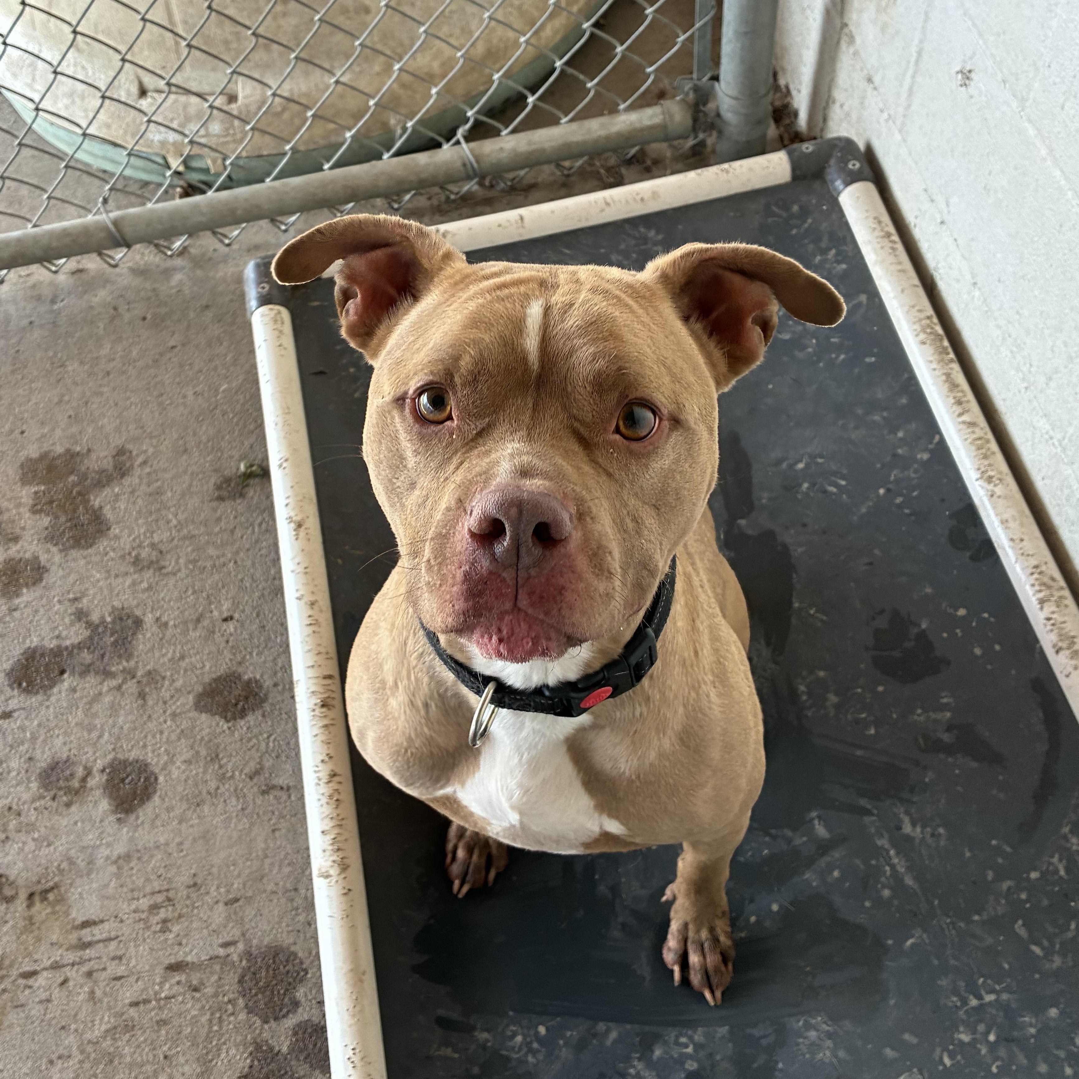 Mocha, Adoptable, Adult Male Pit Bull Terrier.