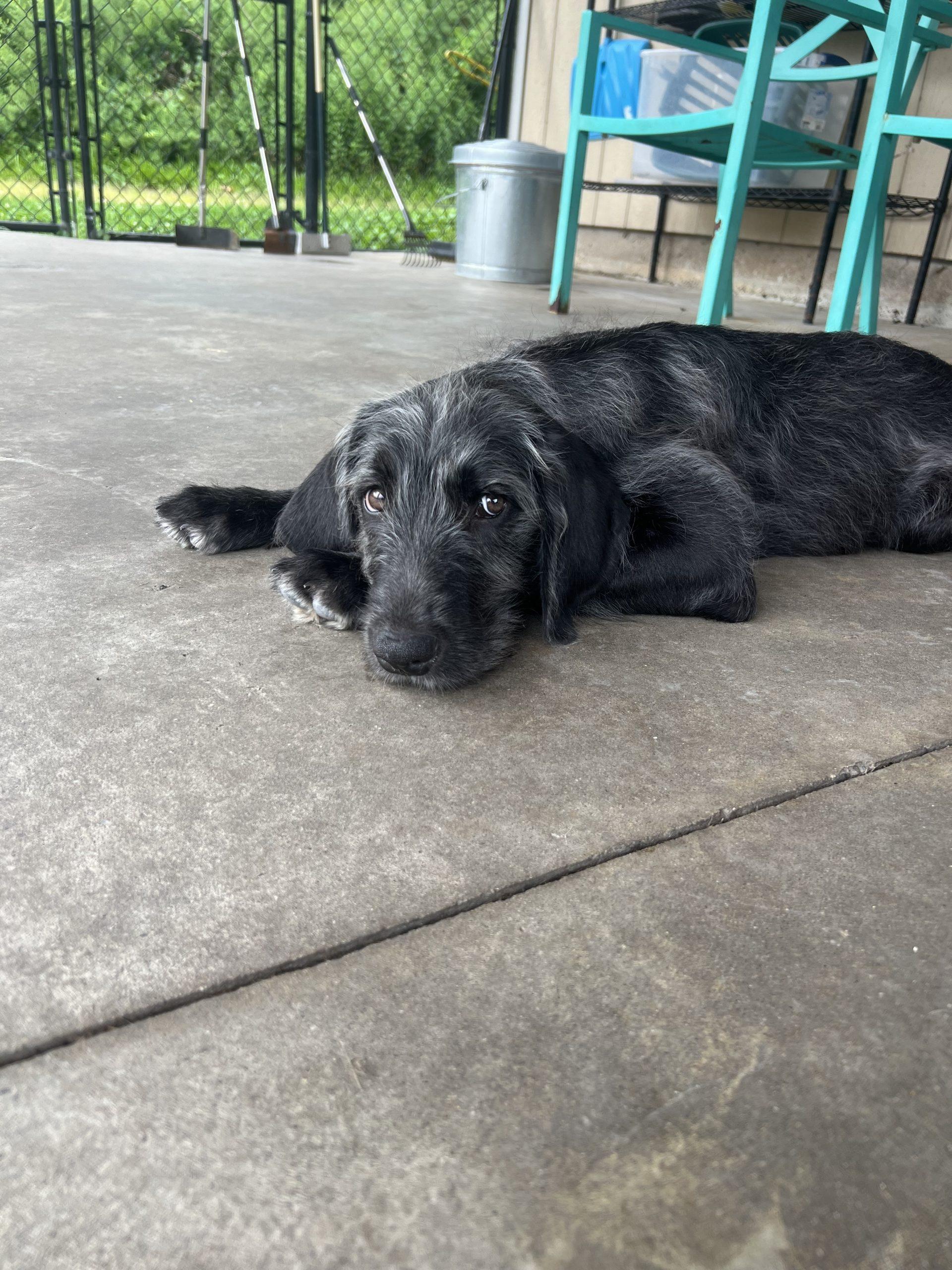 Princess, Adoptable, Puppy Female Great Dane & Labradoodle.
