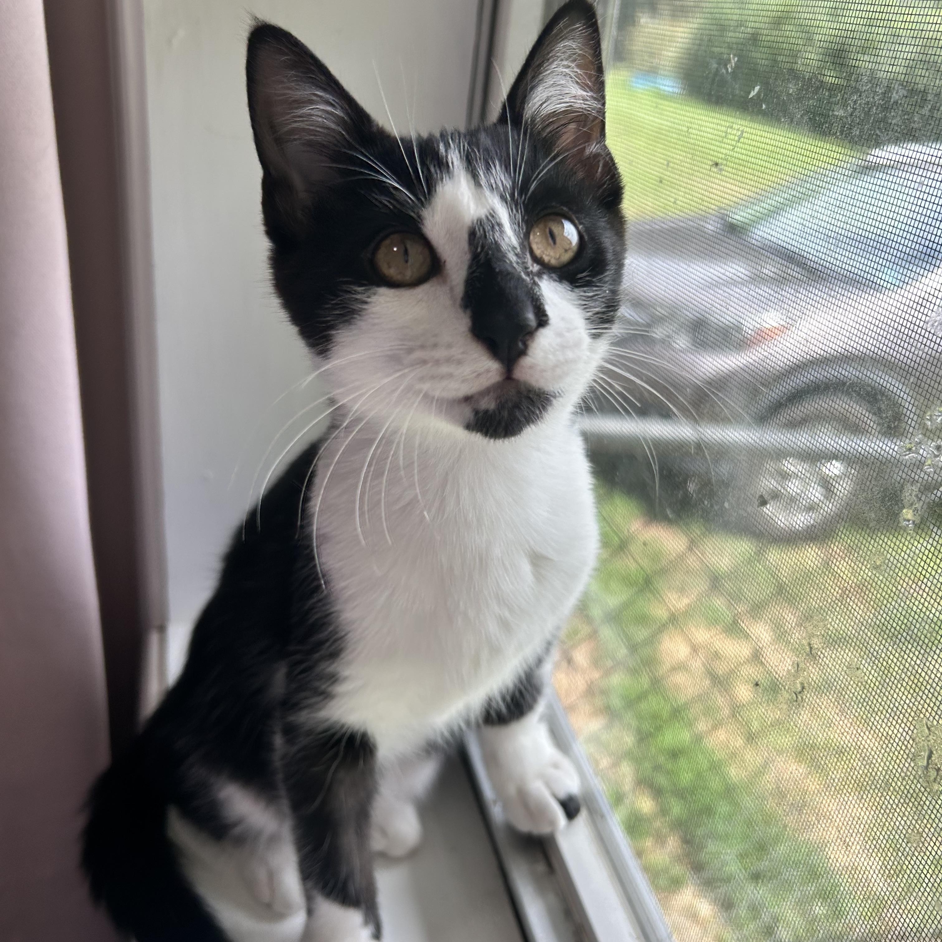 George, Adoptable, Kitten Male Domestic Short Hair.